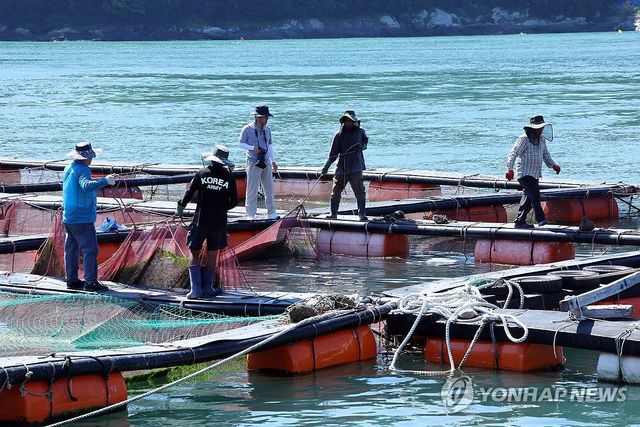 올여름 고수온 양식장에서 치어 방류 준비하는 어업인들