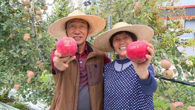 [경북농업기술원 제공. 재판매 및 DB 금지]