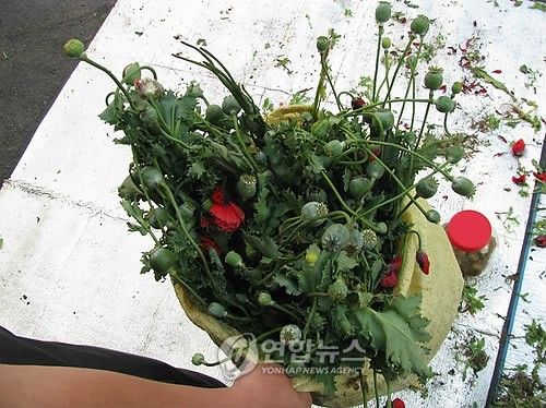 압수된 양귀비꽃