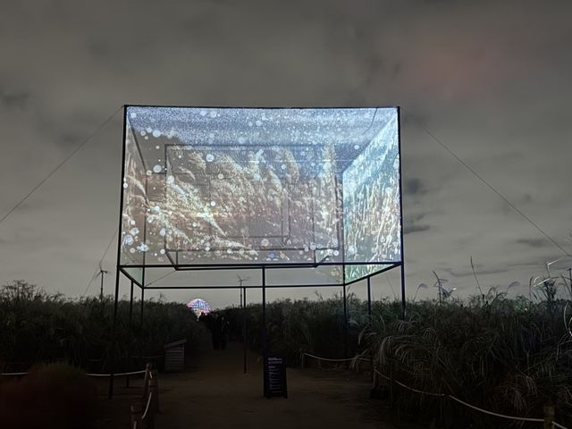 제24회 서울억새축제에 설치된 '미디어아트 파빌리온 2025'