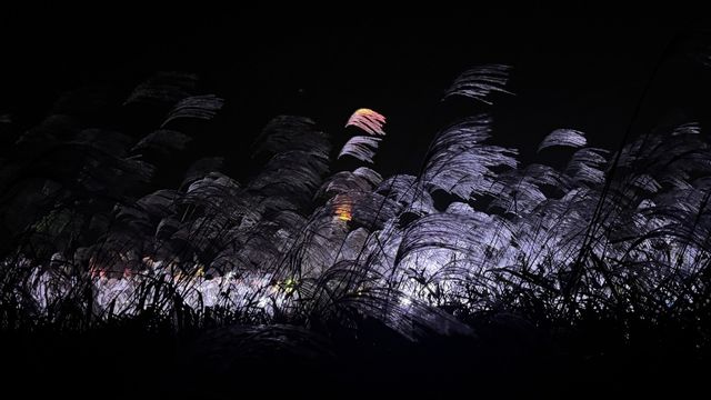 제24회 서울억새축제 야경