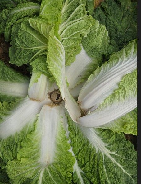 뿌리마름병 피해 배추