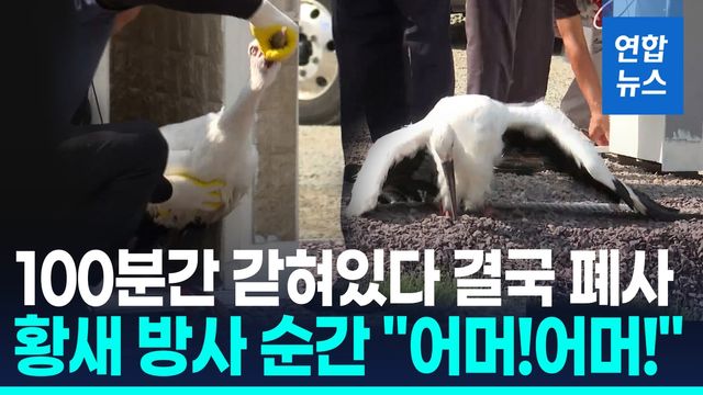 [영상] 황새 폐사 고발당한 김해시…'땡볕에 100분' 방사 순간 "어머!" - 2