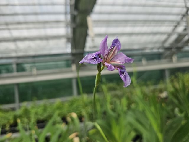 대청부채. [국립공원공단 제공]