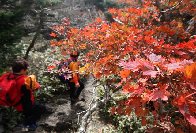 붉게 물든 한라산 단풍