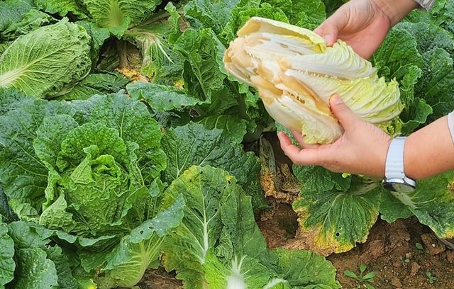 무름병 피해 배추