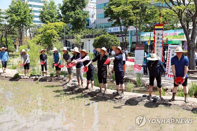 지난 5월 울산시청 정원에서 진행된 모내기