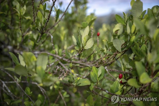 콜롬비아 원주민 공동체 의식에 쓰이는 코카 잎