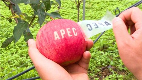 [경북농업기술원 제공. 재판매 및 DB 금지]