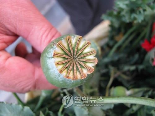 압수된 양귀비 열매