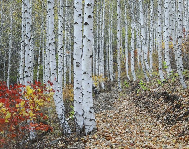 영양 자작나무숲 