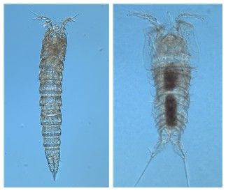 독도 주변 해역에서 발견된 요각류 신종 2종. 왼쪽이 갈고리노벌레목(Harpacticoida)의 신과(新科)에 속하는 신종. 오른쪽은 장군여왕노벌레과(Thalestridae)의 신속(新屬)에 속하는 신종. [국립호남권생물자원관 제공. 재판매 및 DB 금지]