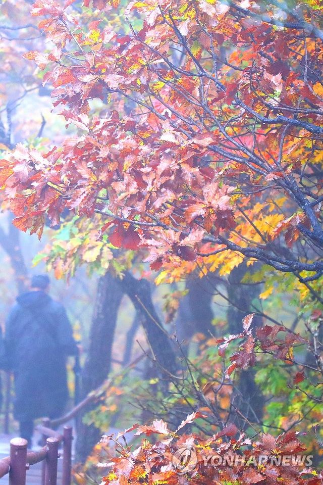 설악산 권금성까지 내려온 단풍