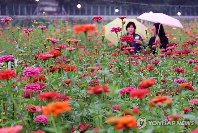 가을비와 백일홍