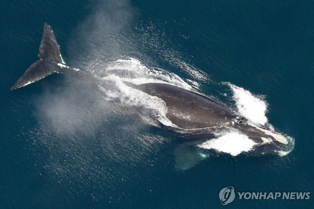 5월 25일(현지시간) 미국 뉴잉글랜드 해역에서 목격된 북대서양 참고래