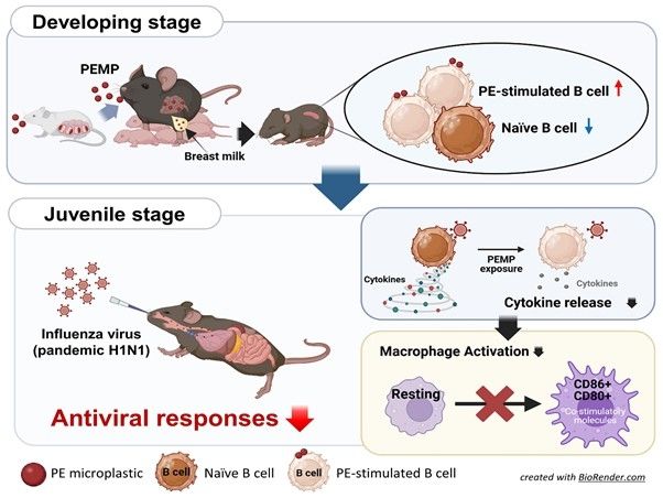 임신한 생쥐가 섭취한 미세플라스틱, 새끼에 전달돼 면역체계 교란 