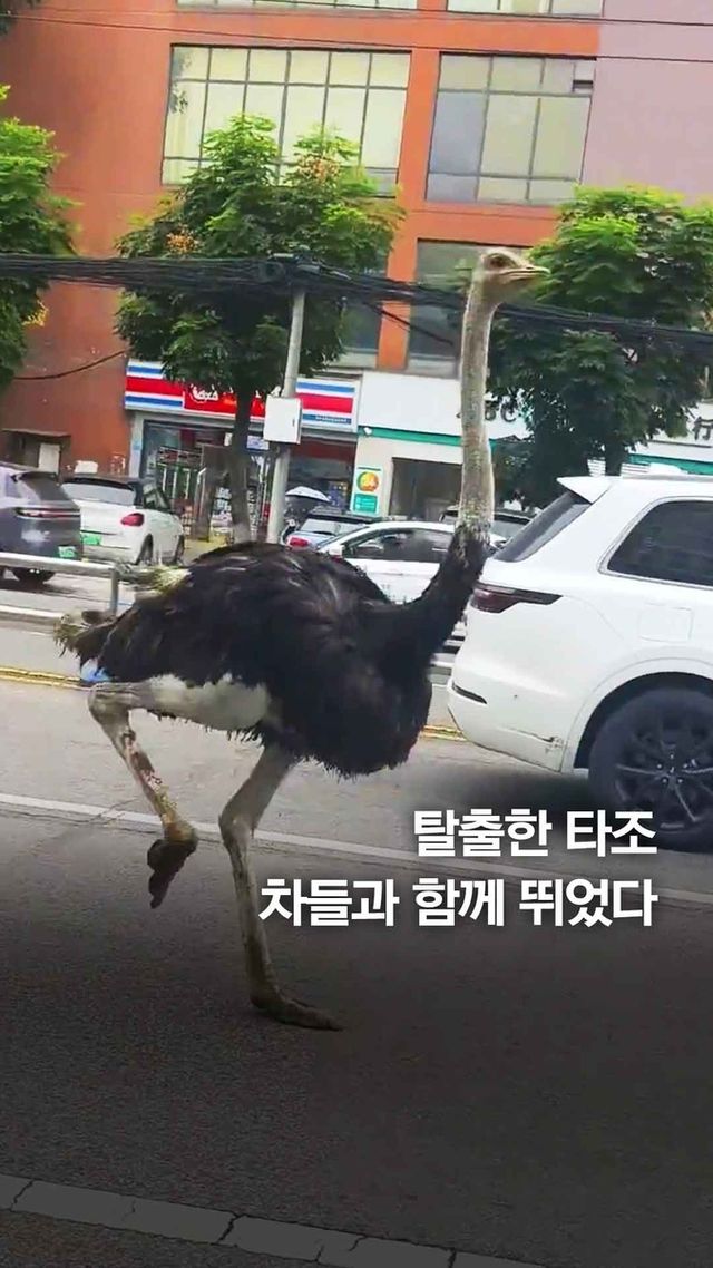 [쇼츠] 중국 식당서 탈출한 타조…도로 전력질주 - 2
