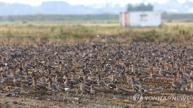 서산 천수만에 겨울철새 속속 도착