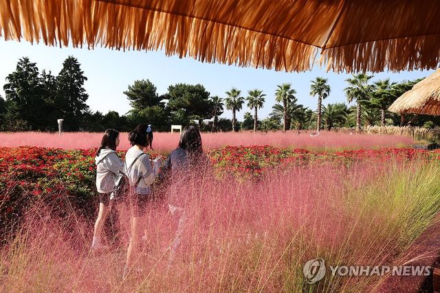 무르익은 핑크뮬리의 계절