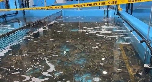 경찰이 압수한 대게와 킹크랩