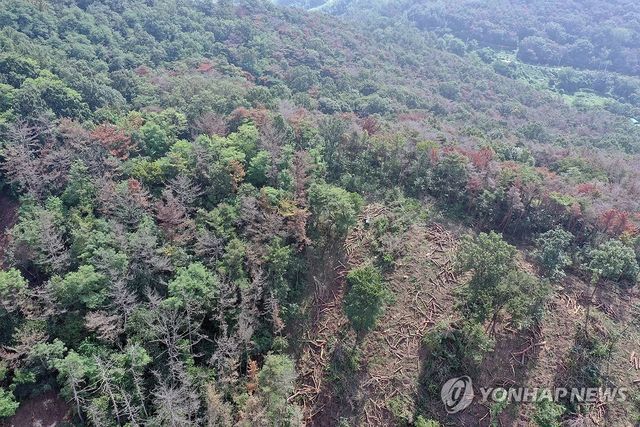 붉고 흰 소나무재선충병 감염