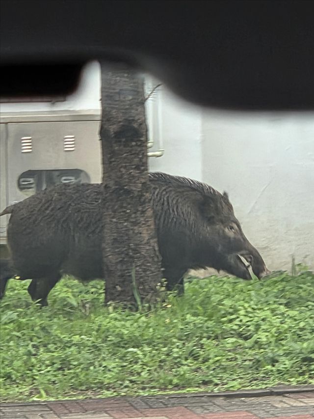 포항 주택가에 나타난 멧돼지
