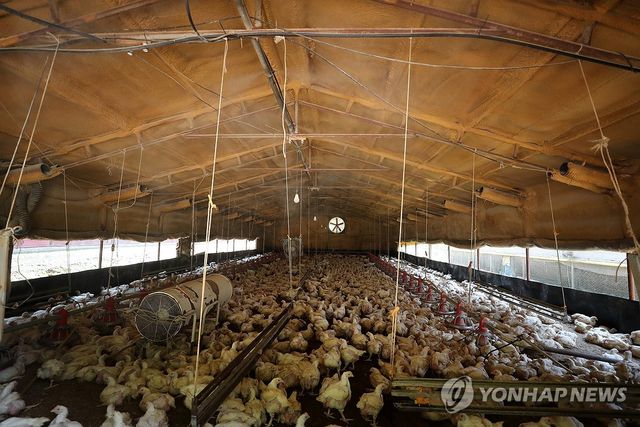 폭염 속 육계농장