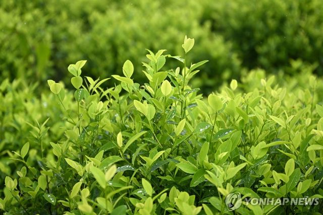 콜롬비아 미카이 협곡 농가의 코카 잎