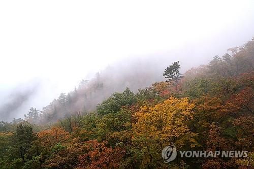 설악산 단풍