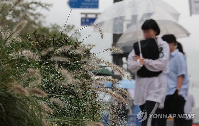 수크령에 맺힌 가을비