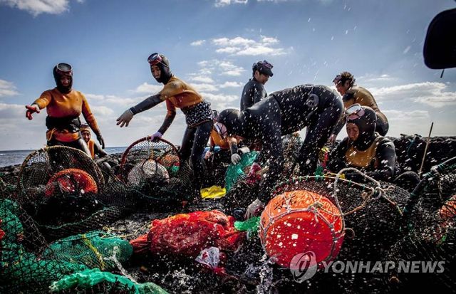 제주 온평리에서 작업하는 해녀들