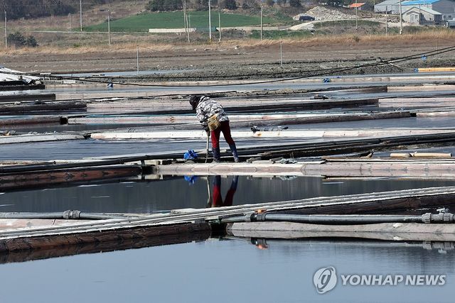 일하는 태평염전 작업자