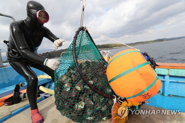 수확물 정리하는 해녀
