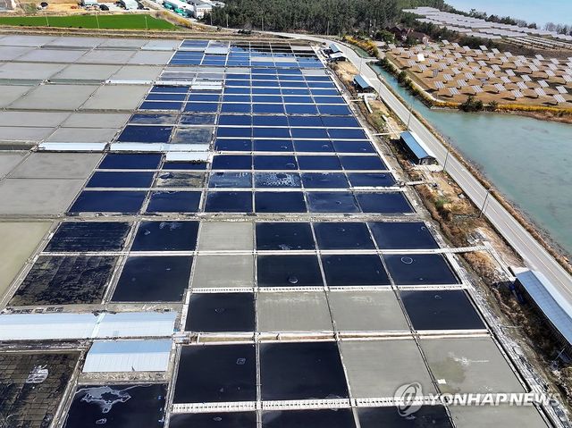 美 수출길 막힌 태평염전