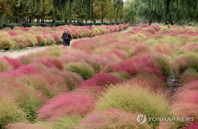 가을의 정취 더하는 댑싸리