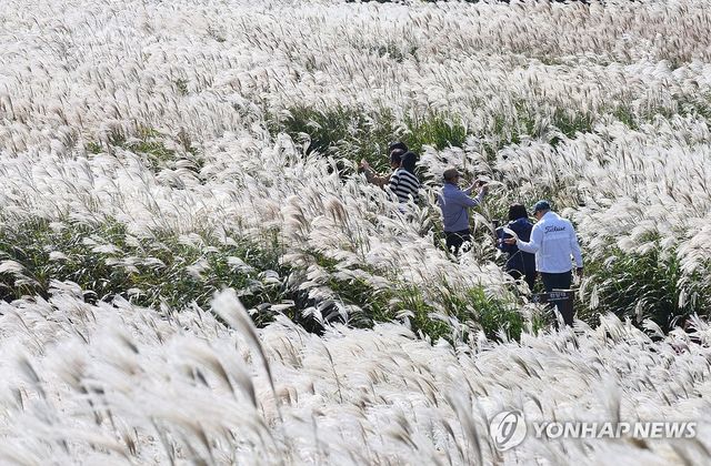 가을 제주 수놓은 억새 물결