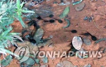 한강 노들섬서 맹꽁이 올챙이 집단서식