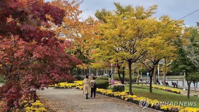 속초 시내까지 물든 단풍