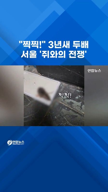 [쇼츠] "찍찍!" 3년새 두배…서울 도심 '쥐와의 전쟁' - 2