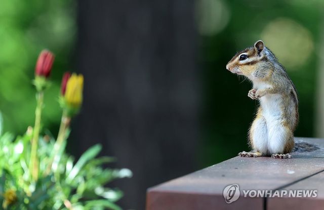 꽃 감상하는 다람쥐