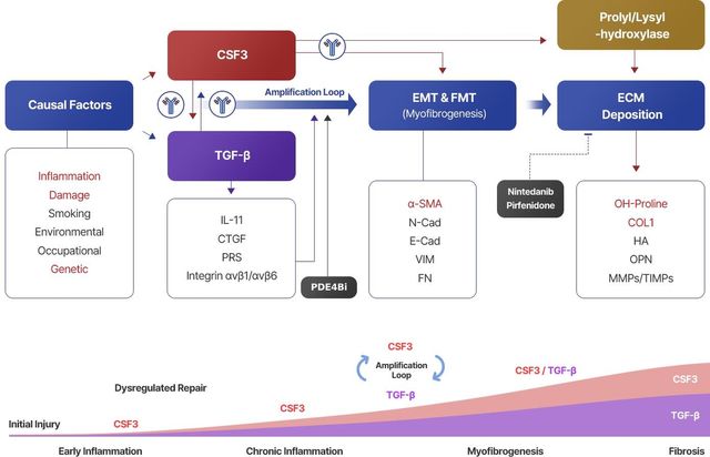 폐섬유증을 일으키는 기전