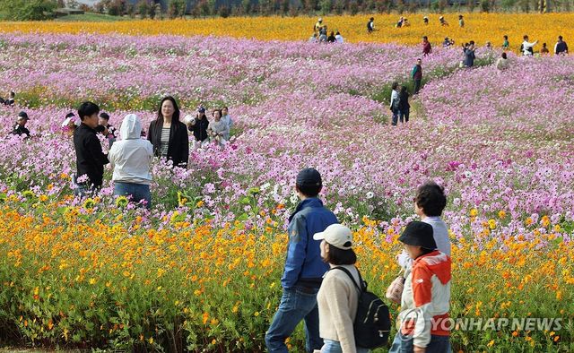 가을꽃 물결 속으로