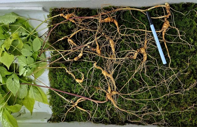 지리산에서 발견된 천종산삼