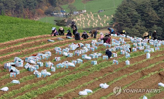 농작물 얼기 전에…바빠진 당근 수확