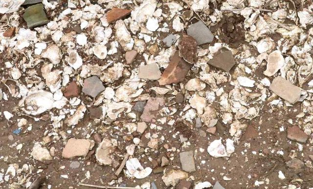 조개껍데기와 유물 모습