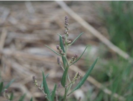 '가는갯능쟁이'