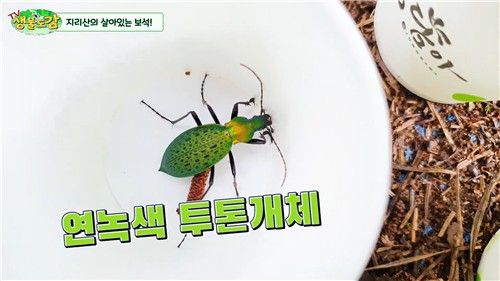 국립공원 홍보대사에 위촉된 김준영씨의 유튜브 채널 'TV생물도감' 영상 갈무리. [유튜브 갈무리. 재판매 및 DB 금지]