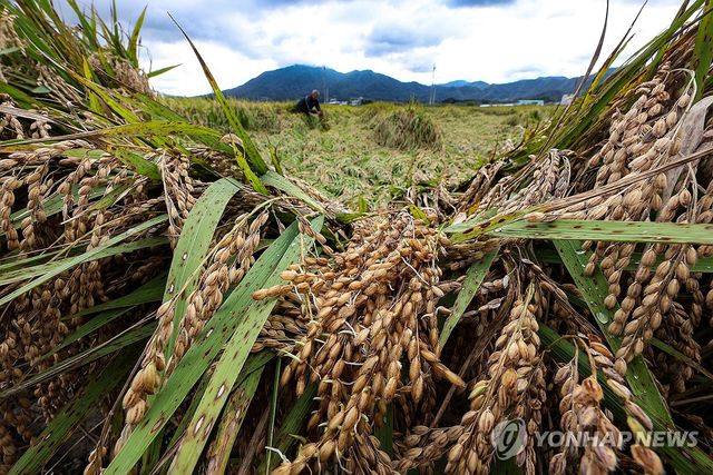 수발아 현상 나타난 벼