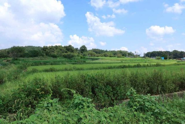 '군산 개사동 패총' 조사 지역