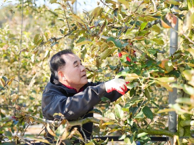예산 사과농가서 일손돕기하는 김지철 충남교육감